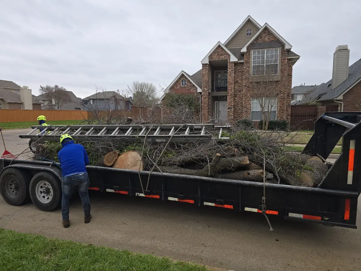 Expert Tree Removal with proper safety equipment in Holland